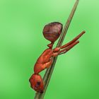 Ameise befallen von Ophiocordyceps