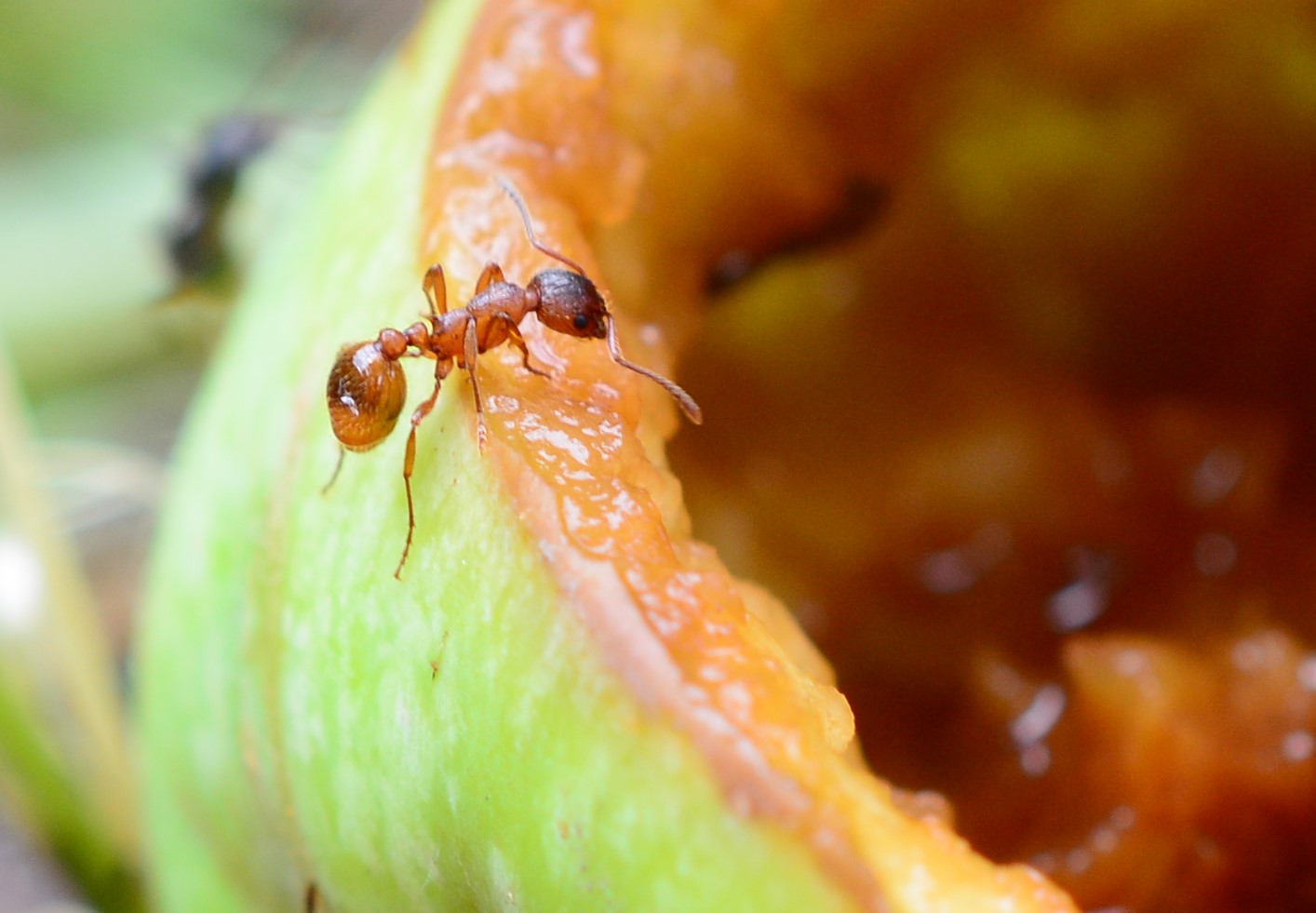 Ameise beim Apfel Essen