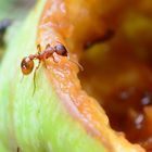 Ameise beim Apfel Essen