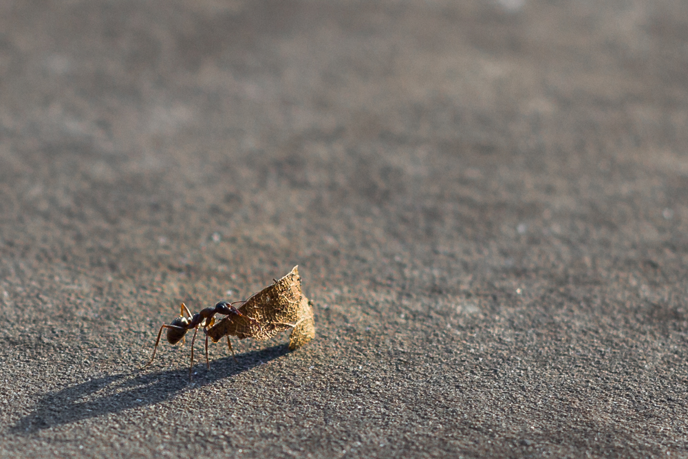 Ameise beim Blatt tragen