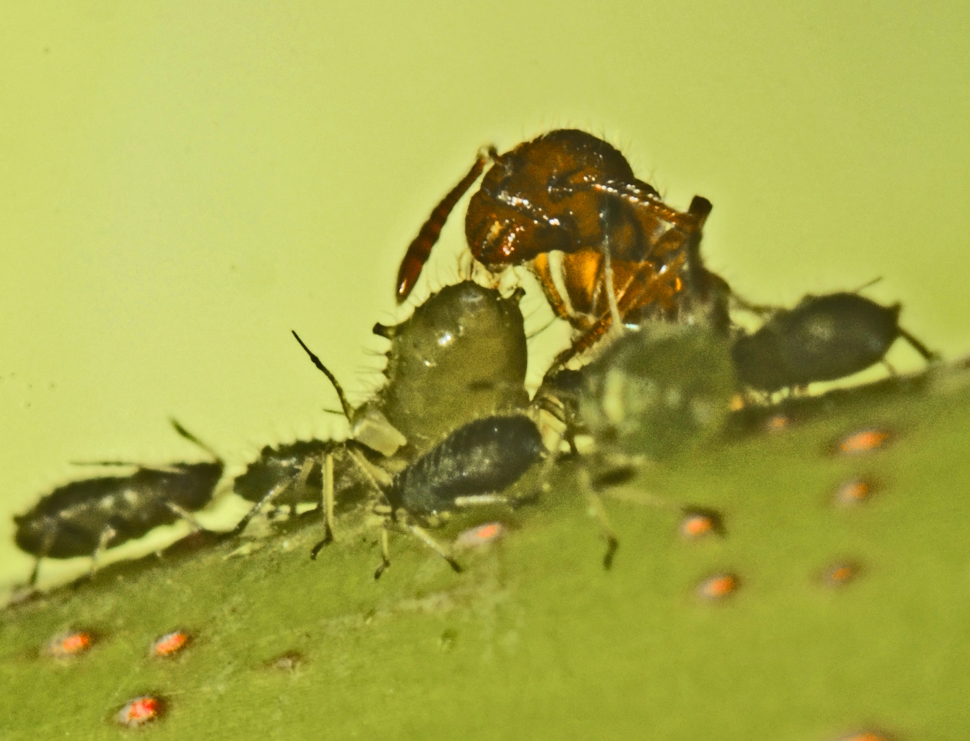 Ameise beim Melken einer Blattlaus