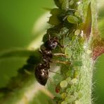 Ameise beim Melken einer Blattlaus