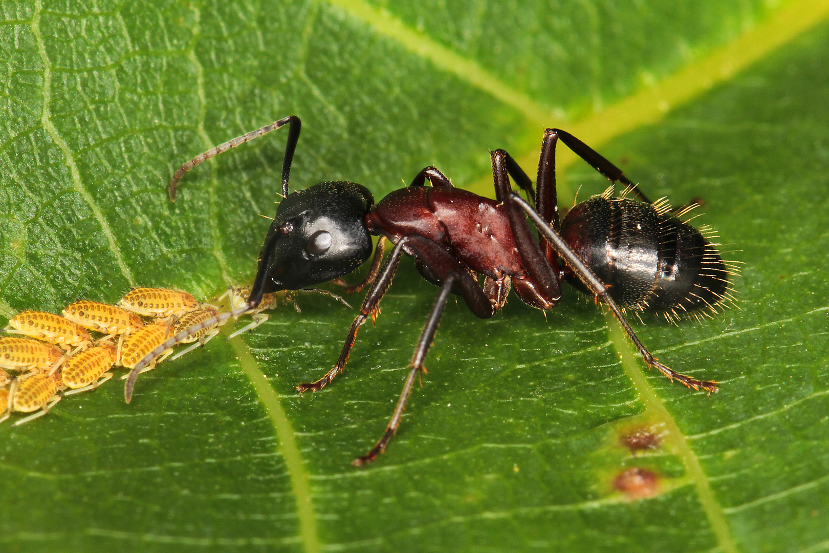 Ameise beim Mittagstisch Foto & Bild | tiere, wildlife, insekten Bilder