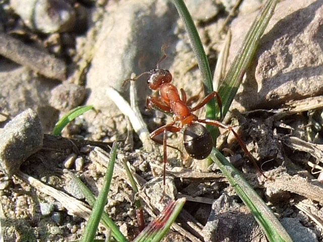 Ameise beim Wandern