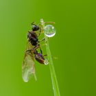 Ameise beim Wasser holen