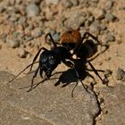 Ameise >Camponotus fulvopilosus< (1a)