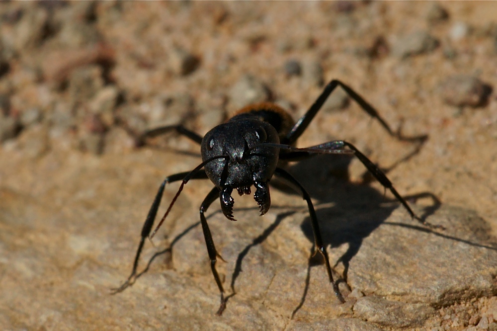 Ameise >Camponotus fulvopilosus<  (1b)