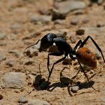 Ameise >Camponotus fulvopilosus<   (1c)