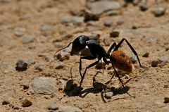 Ameise >Camponotus fulvopilosus<   (1c)
