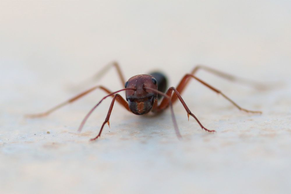 Ameise Foto & Bild | tiere, wildlife, insekten Bilder auf fotocommunity