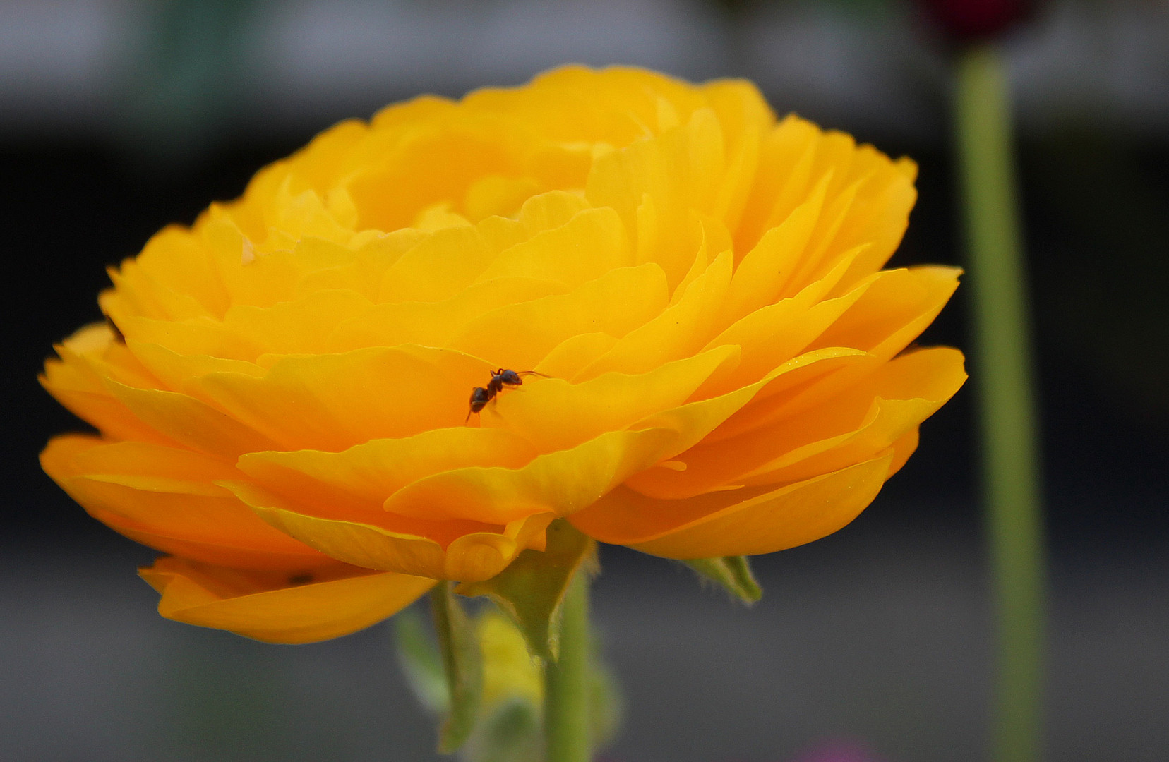 Ameise erkundet das Innenleben einer Blüte