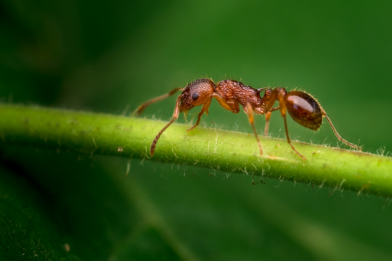 Ameise (Formicidae)