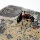Ameise im Kampf mit einer Milbe! - Une fourmi se défend contre un acarien rouge...