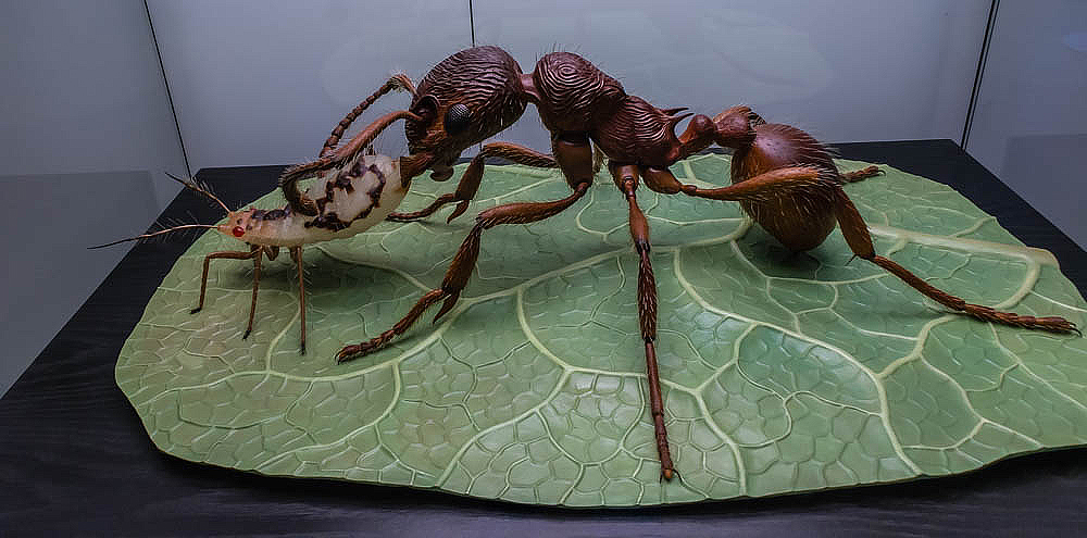 Ameise im Naturkundemuseum Berlin