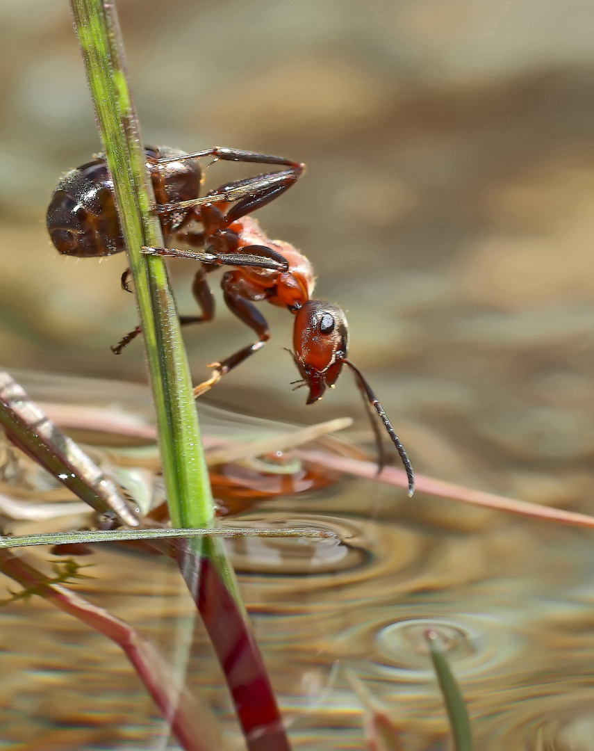 Ameise im und am Wasser... - Les fourmis près de l'eau et dans l'eau.