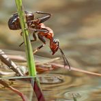 Ameise im und am Wasser... - Les fourmis près de l'eau et dans l'eau.