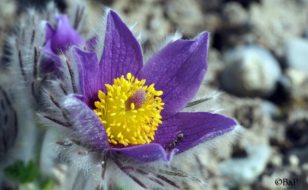 Ameise in Anemone