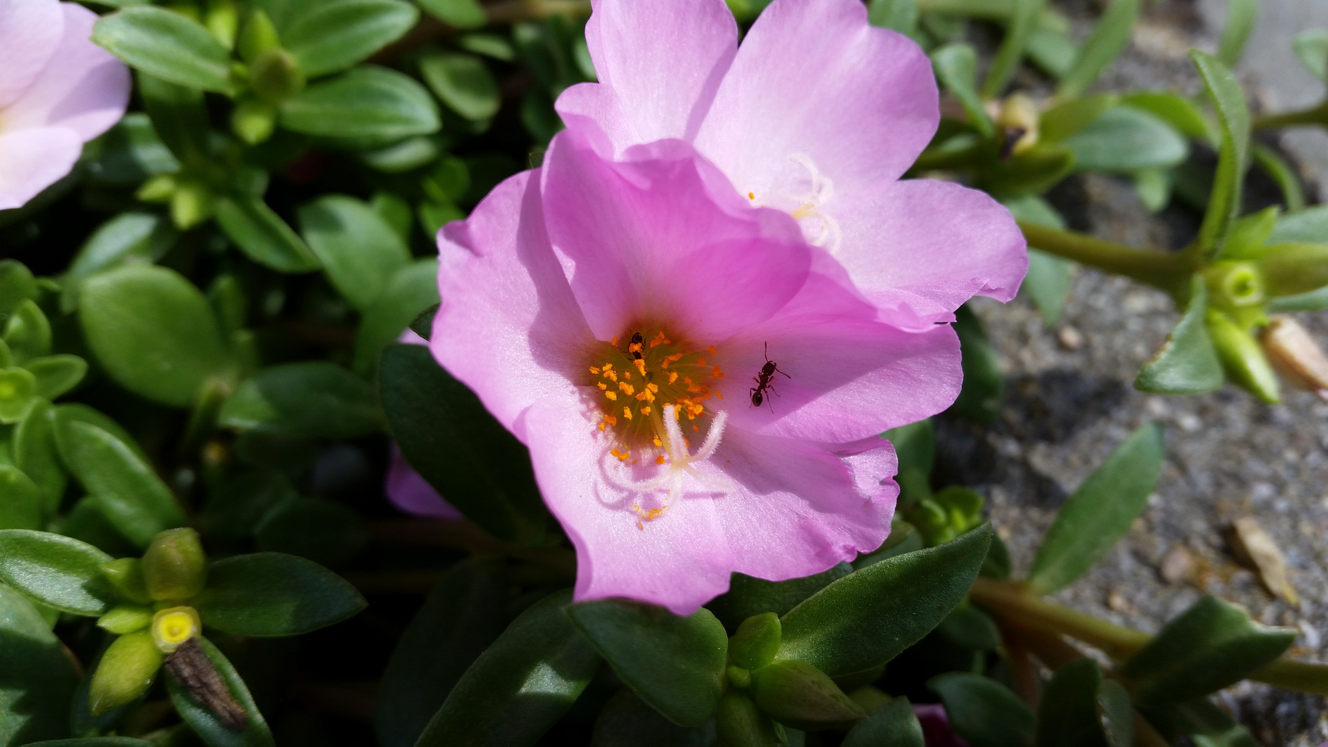 Ameise in Blüte