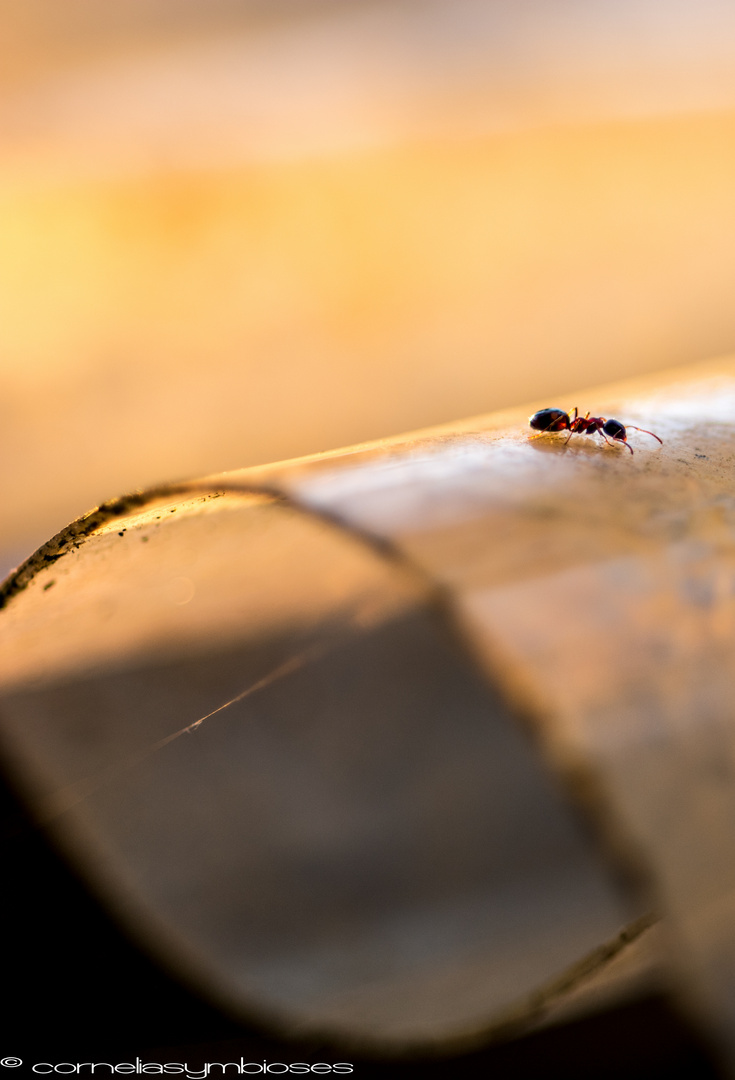 Ameise in der Abendsonne