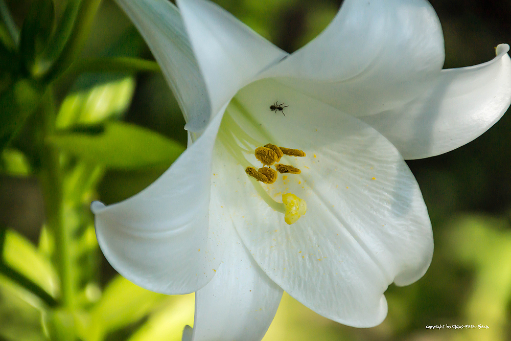 Ameise in der Blüte (1)