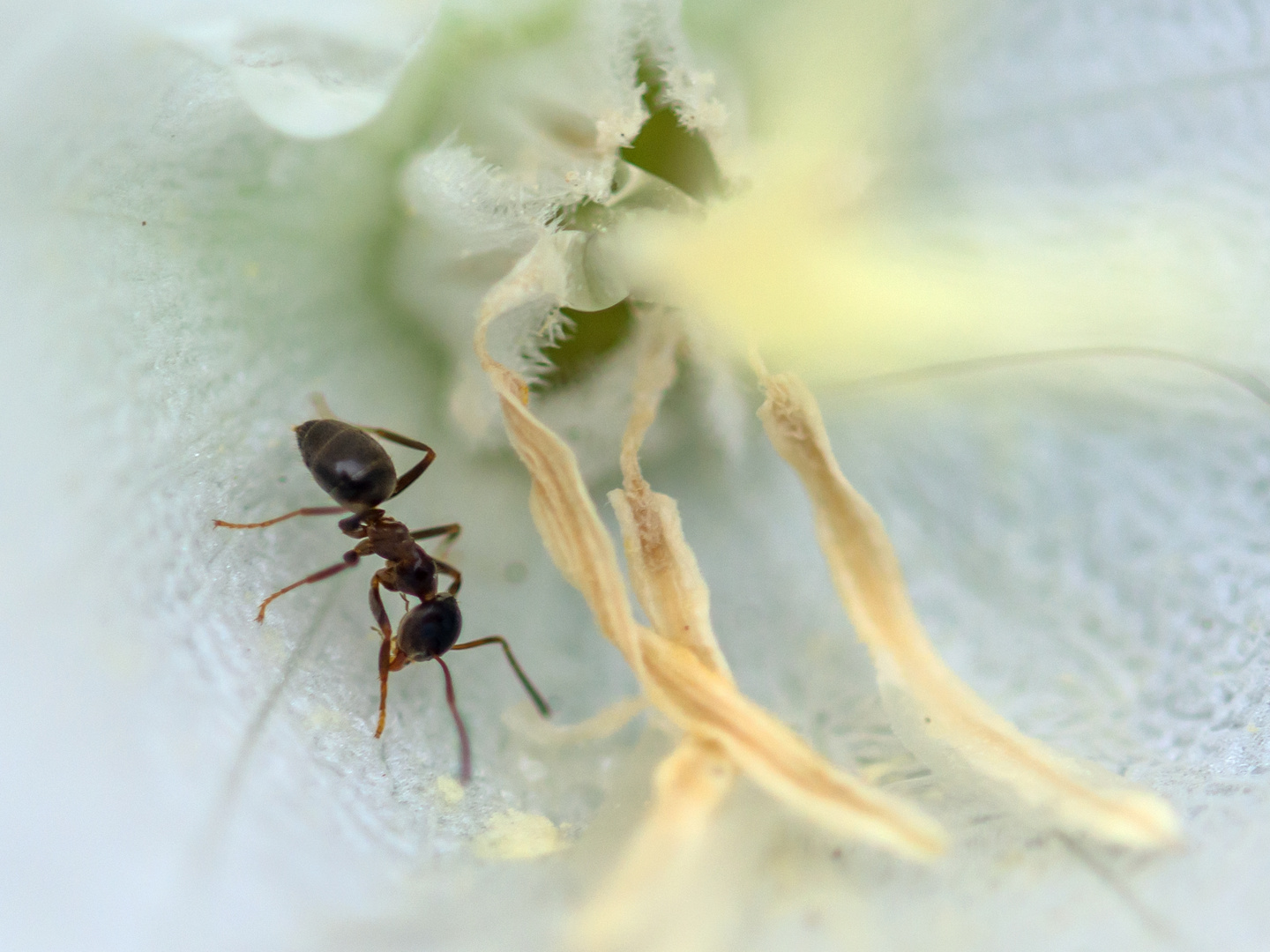 Ameise in der Blüte