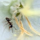 Ameise in der Blüte