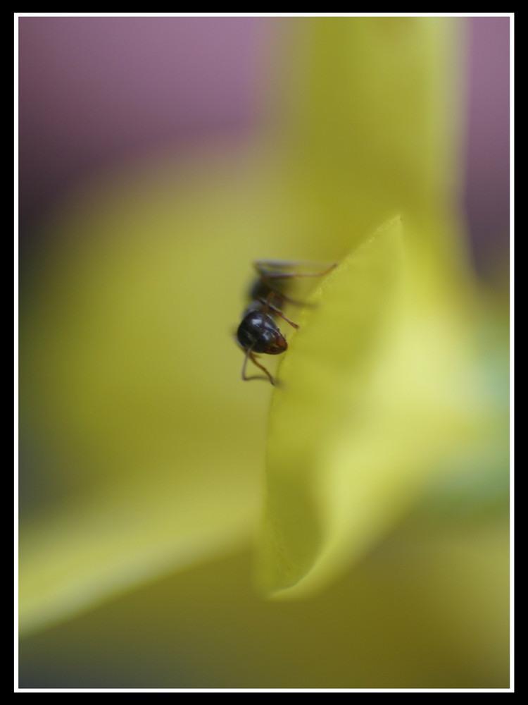 Ameise in der Blüte von Büchel Alexander 