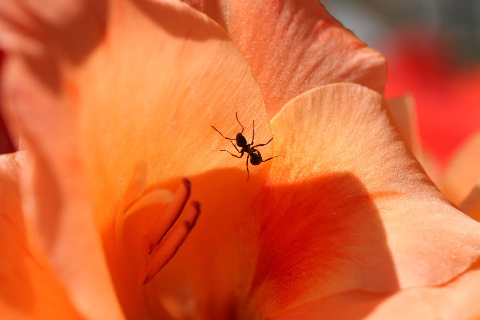 Ameise in der Blüte Foto & Bild orange, natur, pflanzen Bilder auf