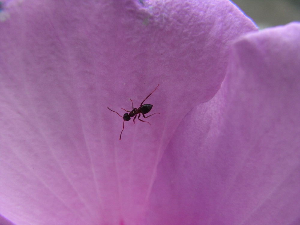 Ameise in einer Blüte