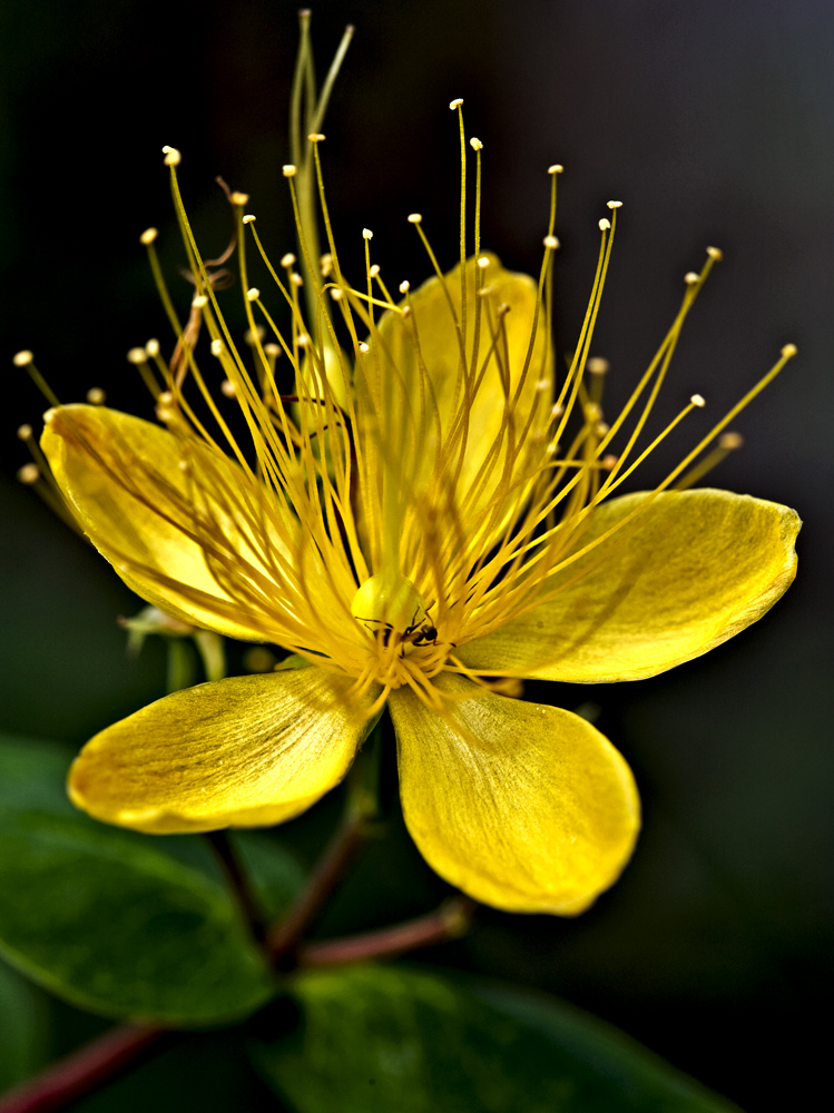 Ameise in gelber Blüte