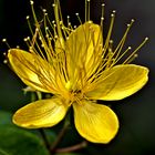 Ameise in gelber Blüte