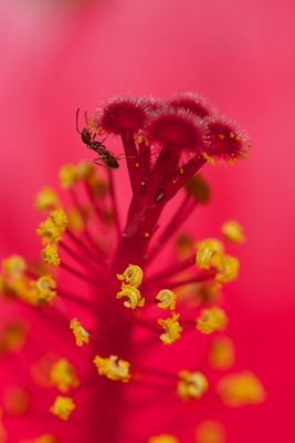 Ameise in Hibiskus
