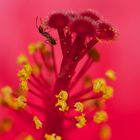 Ameise in Hibiskus