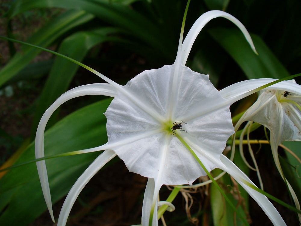 Ameise in weißer Blüte