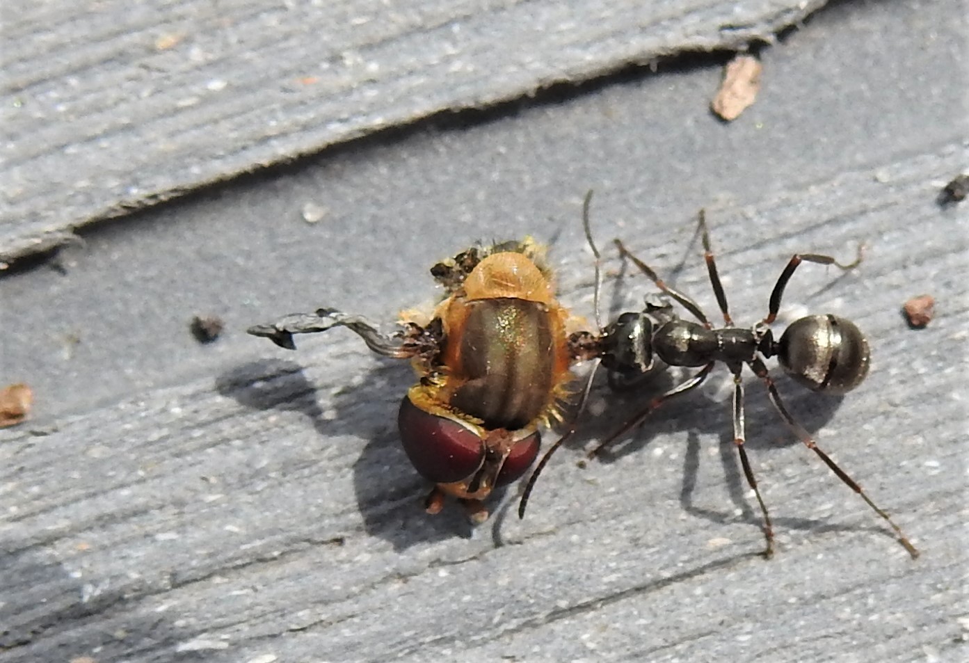 Ameise mit Bienenkopf