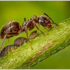 Ameise mit Blattläusen