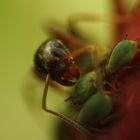 Ameise mit Blattläusen-Makro