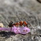 Ameise mit dem Blütenteil einer Taubnessel