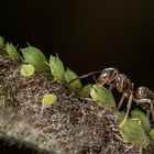 Ameise mit Läusen auf einem Apfelzweig