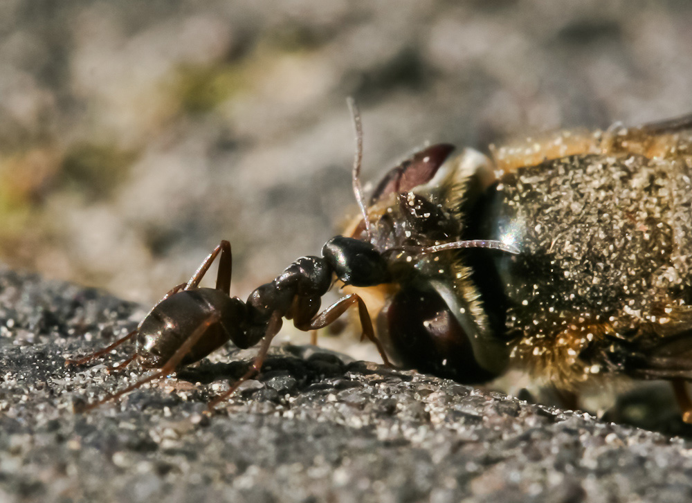 Ameise schleppt Schwebfliege II