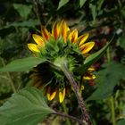 Ameise Sonnt sich auf Sonnenblume :-)