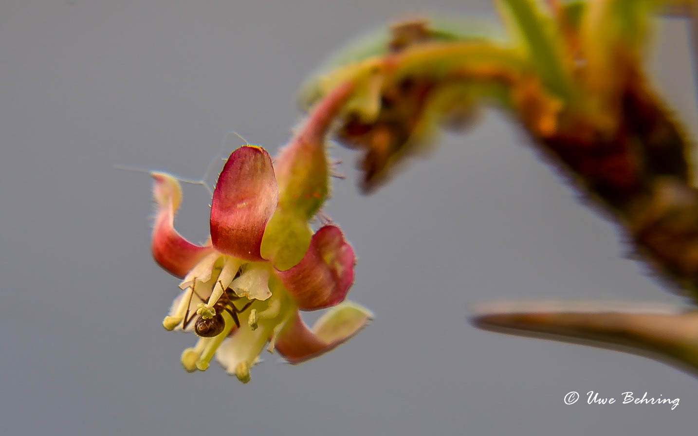 Ameise trifft Stachelbeerblüte