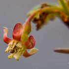 Ameise trifft Stachelbeerblüte