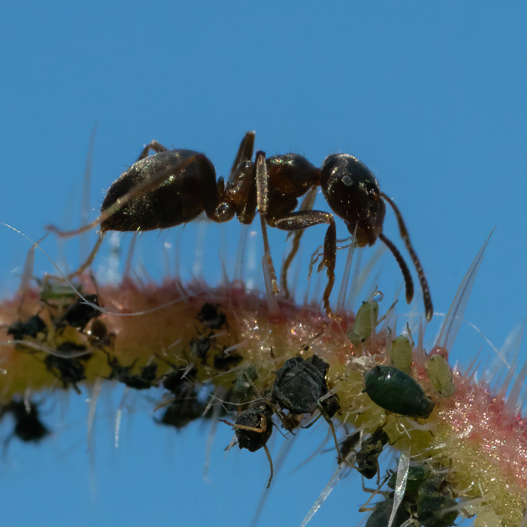 Ameise und Blattläuse