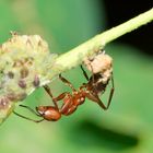 Ameise und Blattlauskolonie