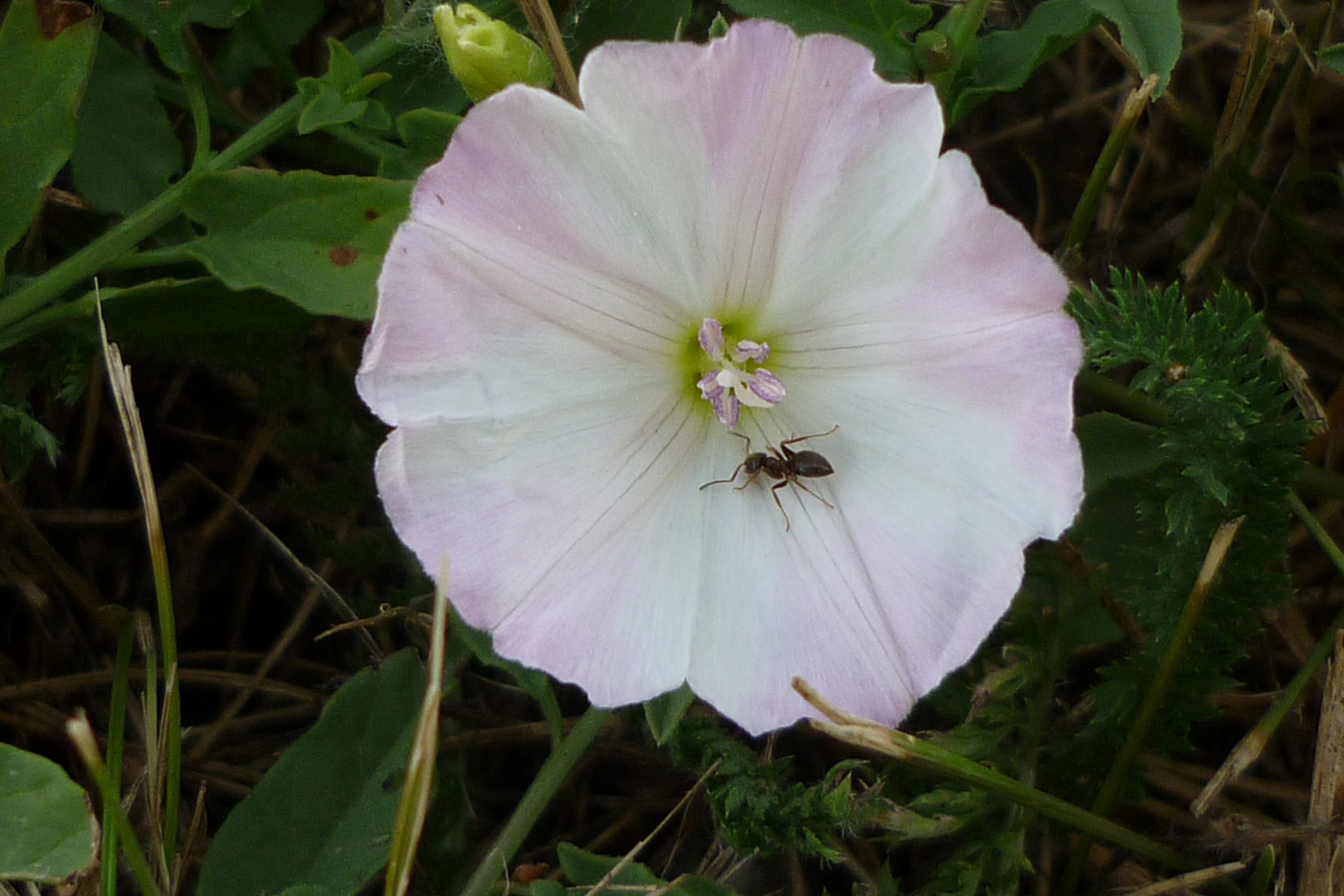 Ameise und Blume