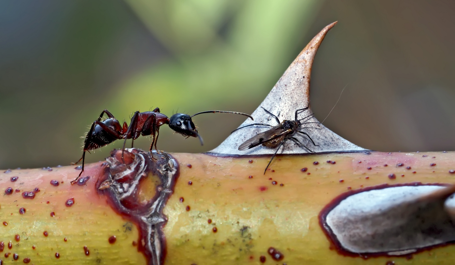 Ameise und Schwarze Blattlaus mit Flügeln. - Une fourmi avec un puceron.