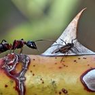 Ameise und Schwarze Blattlaus mit Flügeln. - Une fourmi avec un puceron.