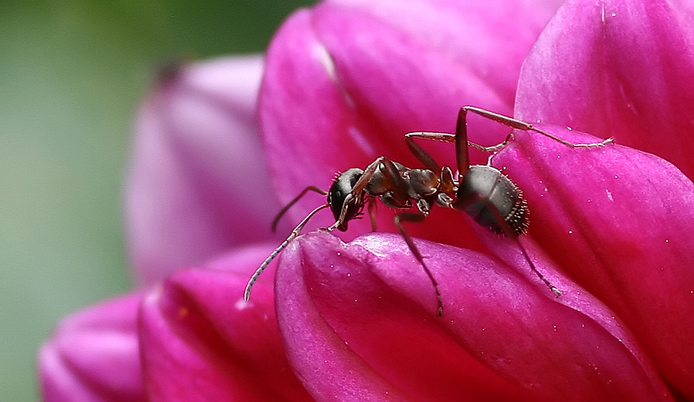 Ameise..........auf Dahlienblüte