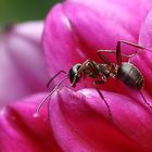 Ameise..........auf Dahlienblüte